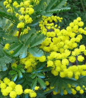 Acacia dealbata 'Gaulois Astier'